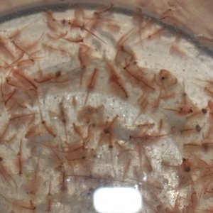 Brine shrimp