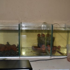 On my Desk at work. 
This is  their temporary tanks, until they are a bit bigger, then the will be moved into one large tank.
