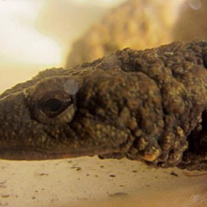 warty04