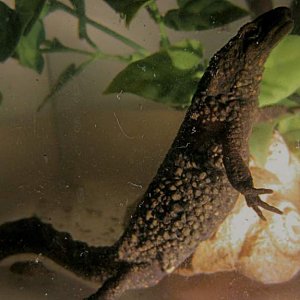warty06