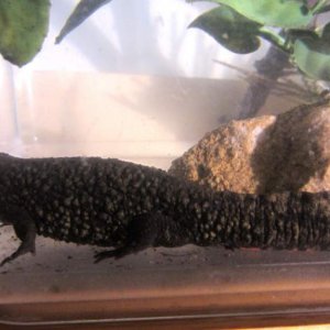 warty07