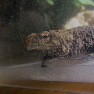 warty08