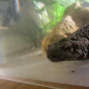 warty10