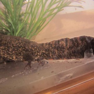 warty11