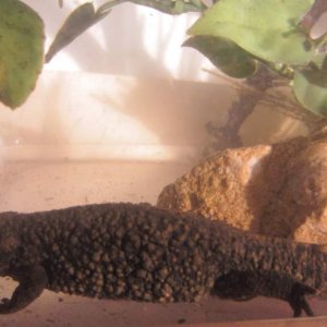 warty16
