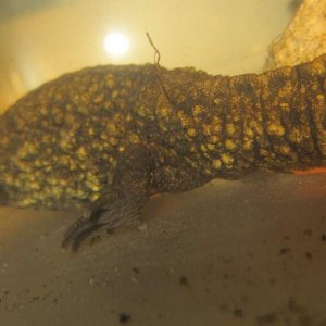 warty17