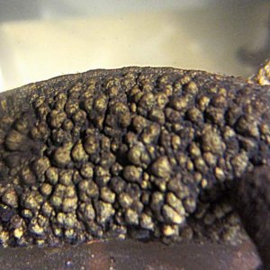 warty18