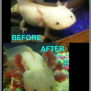 sara this is a before and after pic