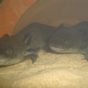 Toothless&Shadows <3