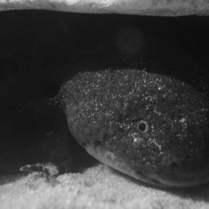 My shy gorgeous toothless