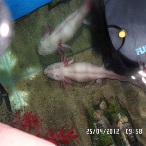 sara after laying her eggs bit thinner now