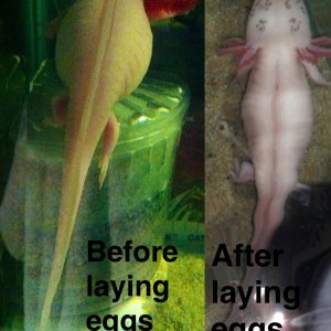 just a before and after of my girl sara laid her eggs