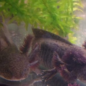 Two of my Andersoni - Zoidberg and Reggie April 26th 2012 - posted to show how much they have grown and how their colouration looks