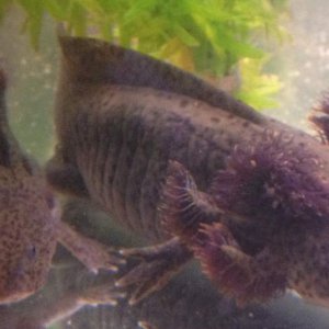 Zoidberg (one front paw is a 2-fingered lobster claw and has been since we got him) and Reggie - 26/4/12