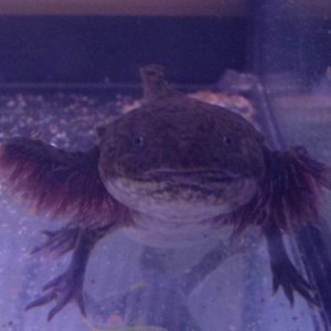the runt Andersoni - Krusty. Still only half the size of the others and his gills just haven't grown but eats like a pig and otherwise healthy
