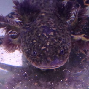 my favourite, the cute wild type... april 26th 2012...the blue in the photo is my shirt reflecting in the tank