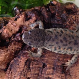 one of my now three ribbed newts - april 2012