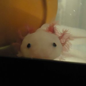Hi! Feed Me?