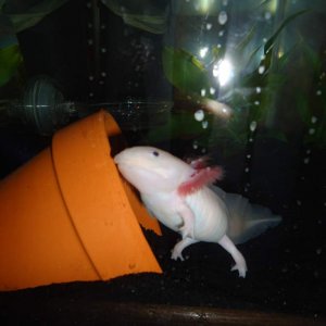 Rosie loves her little pot to hide in