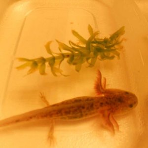 My wildtype juvie Twigs!!!