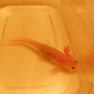 My Leucistic Juvi