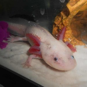 My big boy Leucistic