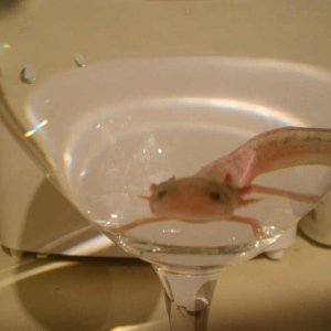 a "paradoux axolotl" via the breeder in AZ .. See my thread about this guy.. poor boy is missing parts of his gills and was super skinny when I brough