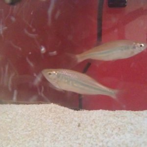 My unknown silver fishies