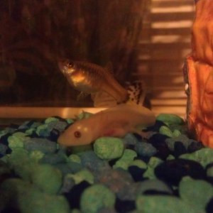 My axie and guppie