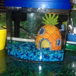 My 1gal tank