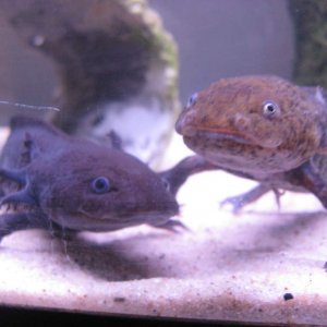 Mercurious (rip) and rasputin