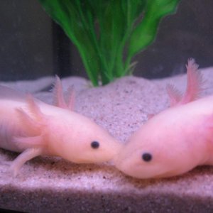 Faraday and Crowley when they were teeny!