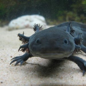 Rasputin wants his dinner!