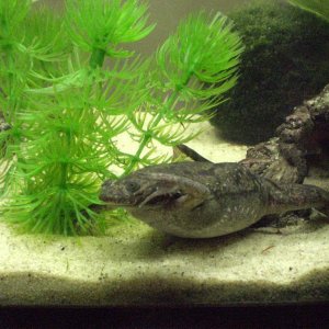 Losgann (frog in Gaelic)