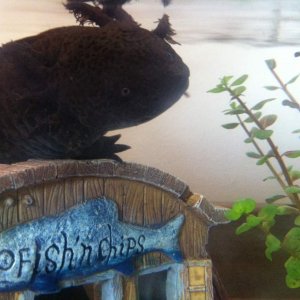 photo (4)
