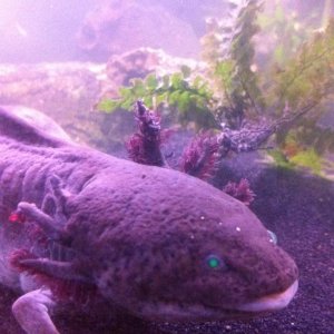 this is the most recent picture with his/her gills shrinking. :(