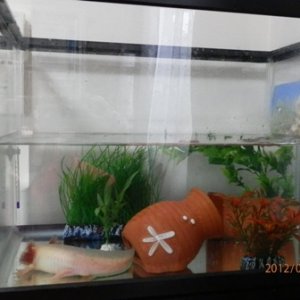 his tank with new plants