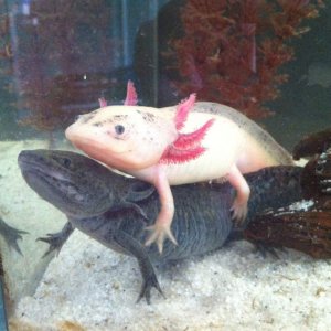 My axies watching tv
