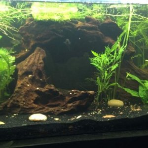 Center cave area. Bottom is dug out below, using Styrofoam covered in Dry-lock to support the driftwood's weight. Top is shaped like a bowl. I have a 