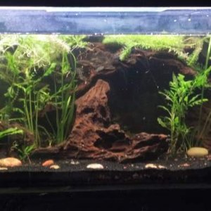 Wide angle of entire tank. Plants still need to grow out a bit.