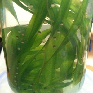 Babysitting some spawn from my friend's axolotls :)