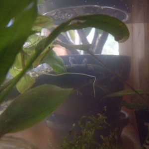 lurking