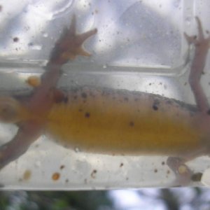 caught on Monday the 7Th of may 2012, around 10cm.
large female smooth newt?