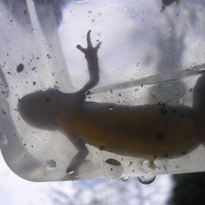 caught on Monday the 7Th of may 2012.
around 10cm.
Large female smooth newt?