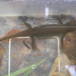Caught on Monday the 7Th of May 2012, around 10cm
Large female smooth newt?