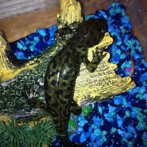 Zeke - Blotched Tiger Salamander
