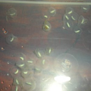 DSCN2067