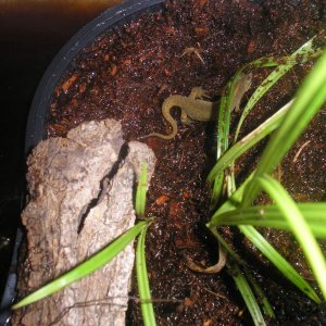 smooth newt