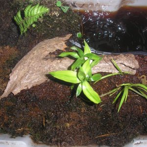 smooth newt tub