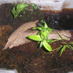 smooth newt tub